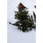 Rome Viper Pro Snowboard 2027